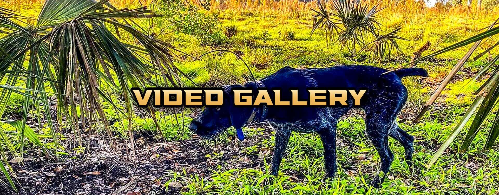 Florida Duck Hunts