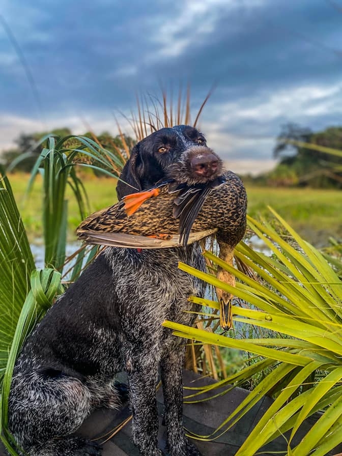 Duck Hunts Private Land Duck Hunts in Florida