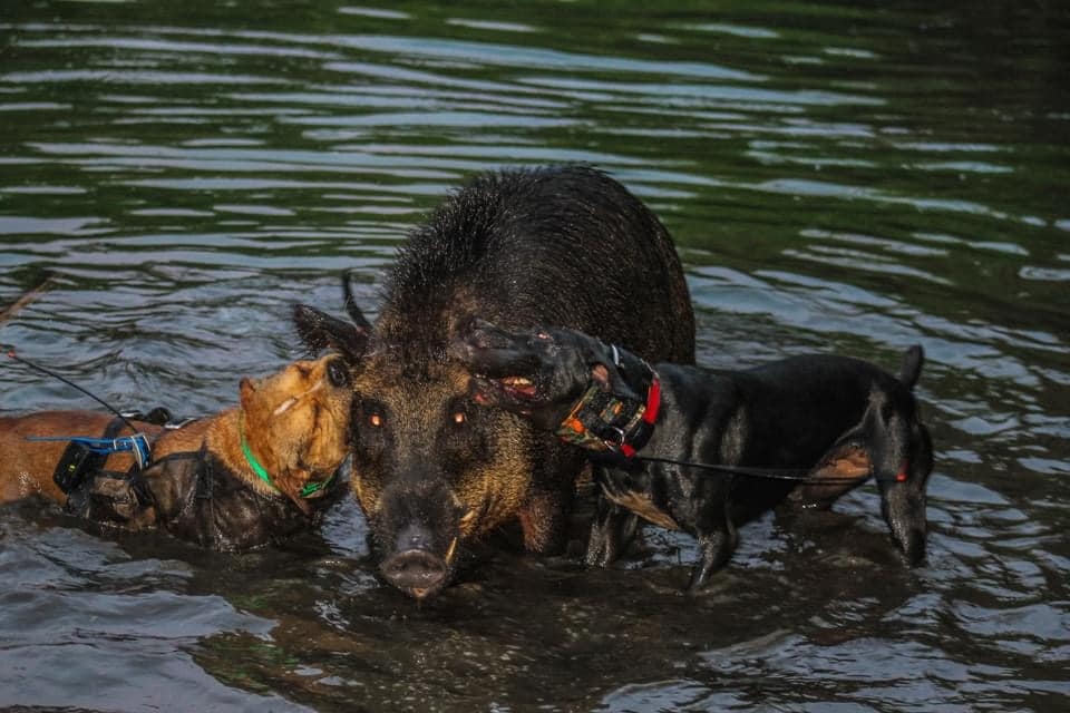 Dog & Knife Hog Hunting with Dogs